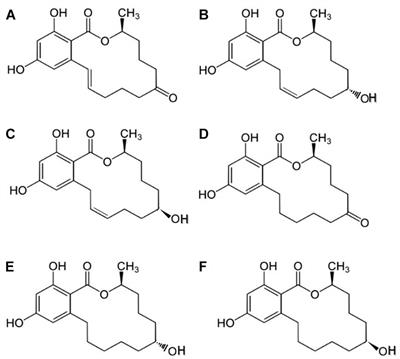 Zearalenone: A Mycotoxin With Different Toxic Effect in Domestic and Laboratory Animals’ Granulosa Cells